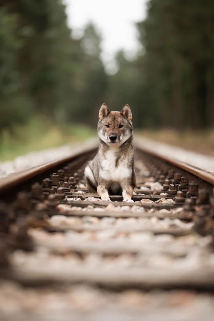 Shikoku Ken, japanischer Hund zwischen Gleisen