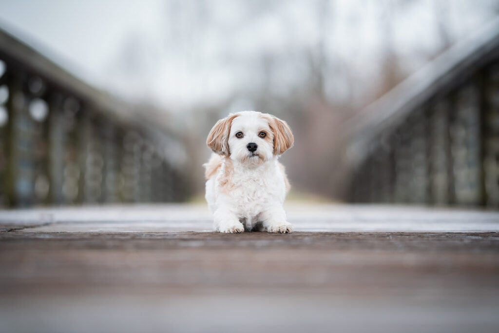 Hund der Rasse Havaneser auf einer Brücke in Linz beim Weikerlsee