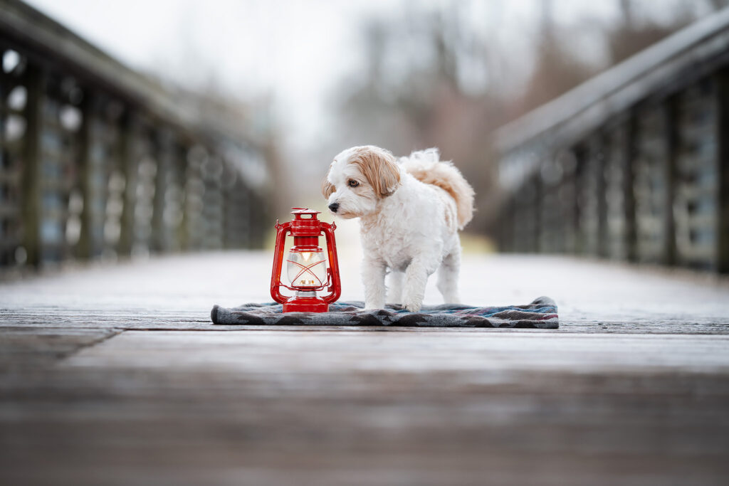 Hund der Rasse Havaneser mit Laterne auf einer Brücke