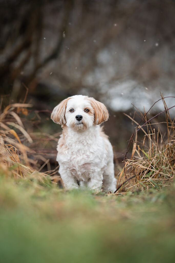 Hund der Rasse Havaneser in Linz beim Weikerlsee