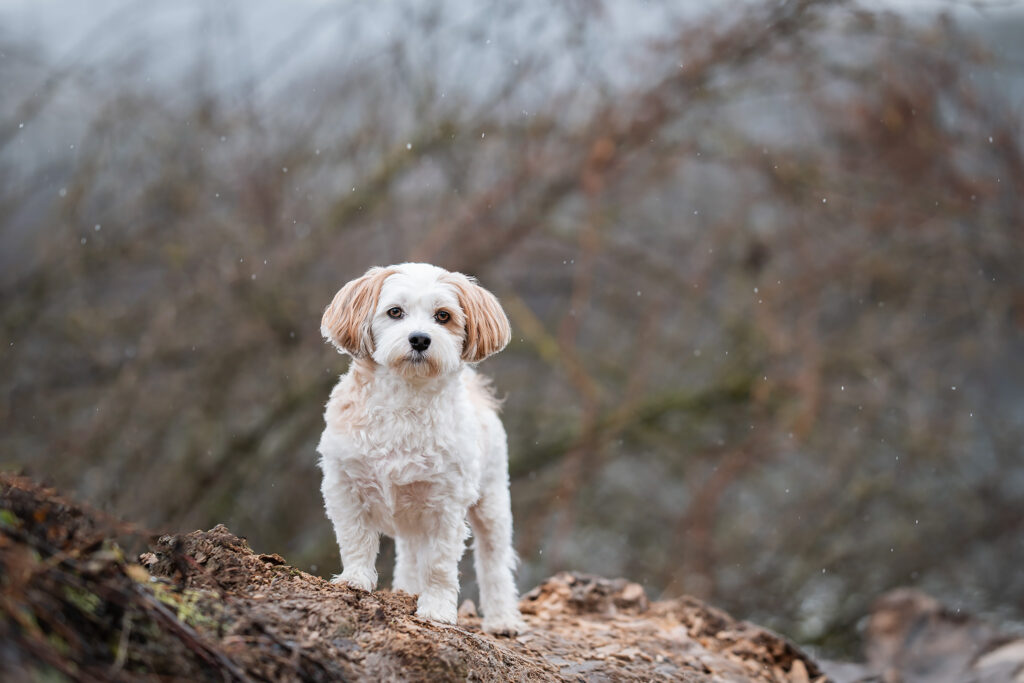 Hund der Rasse Havaneser auf einen Baumstamm in Linz beim Weikerlsee