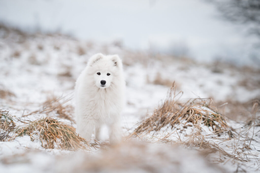 junger Samojede im Schnee