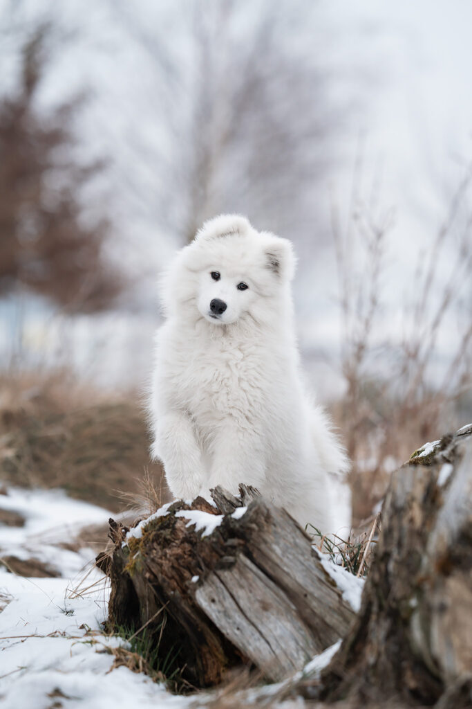 junger Samojede im Schnee